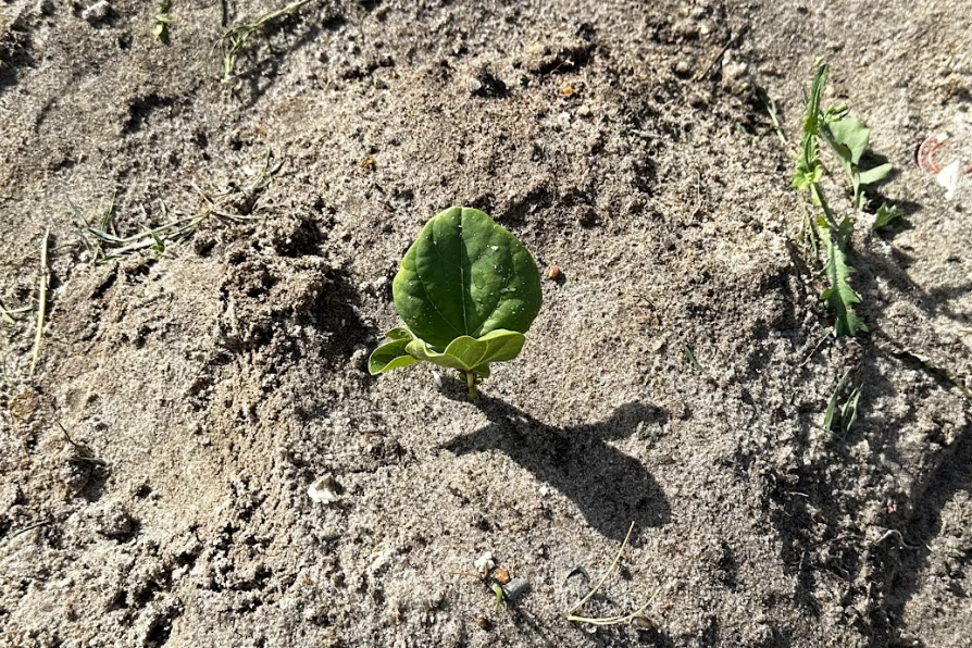 Sustentabilidade Empresarial: Pequenas ações, grande impacto