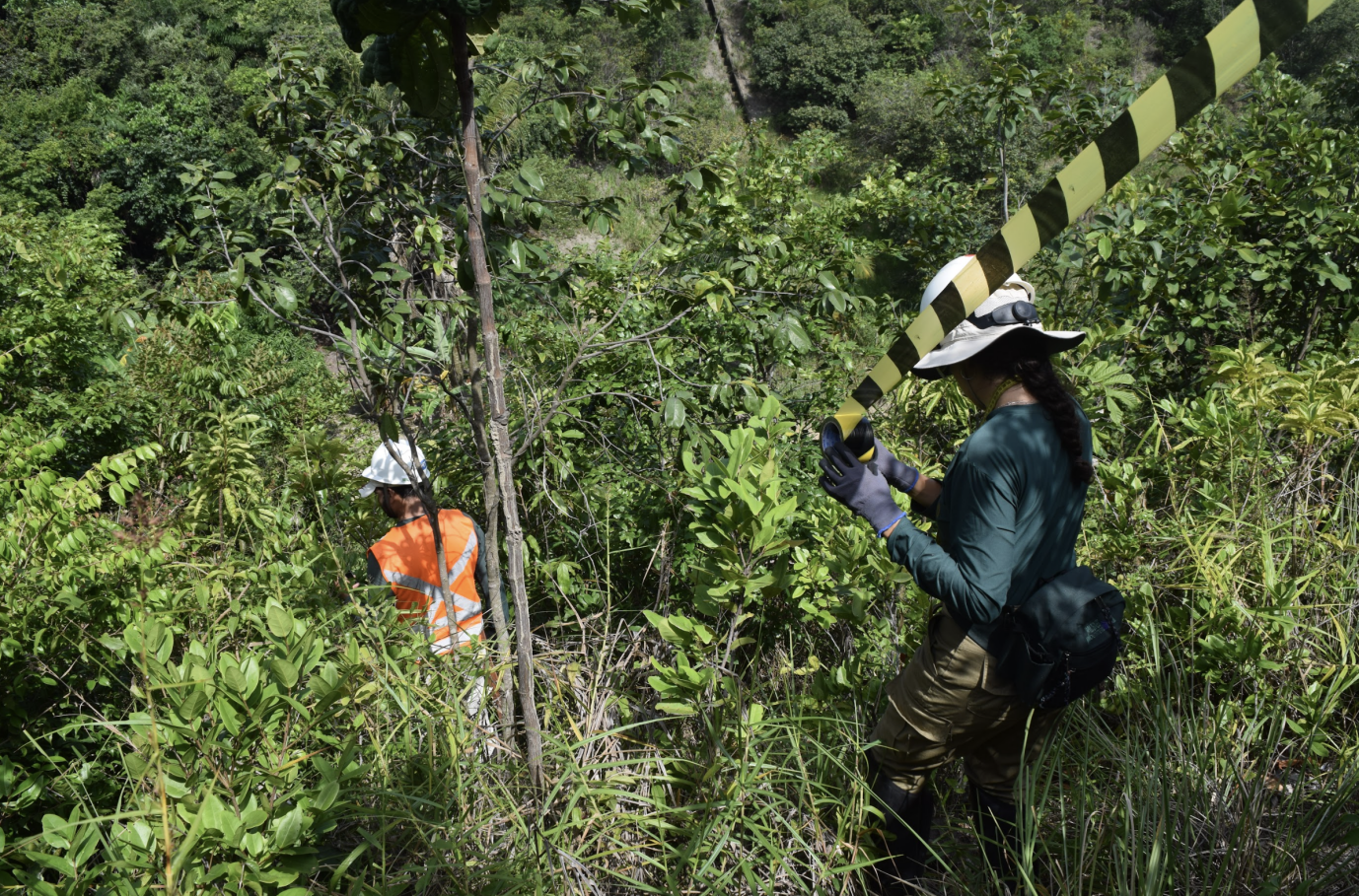 Como evitar multas ambientais: guia essencial para empresas