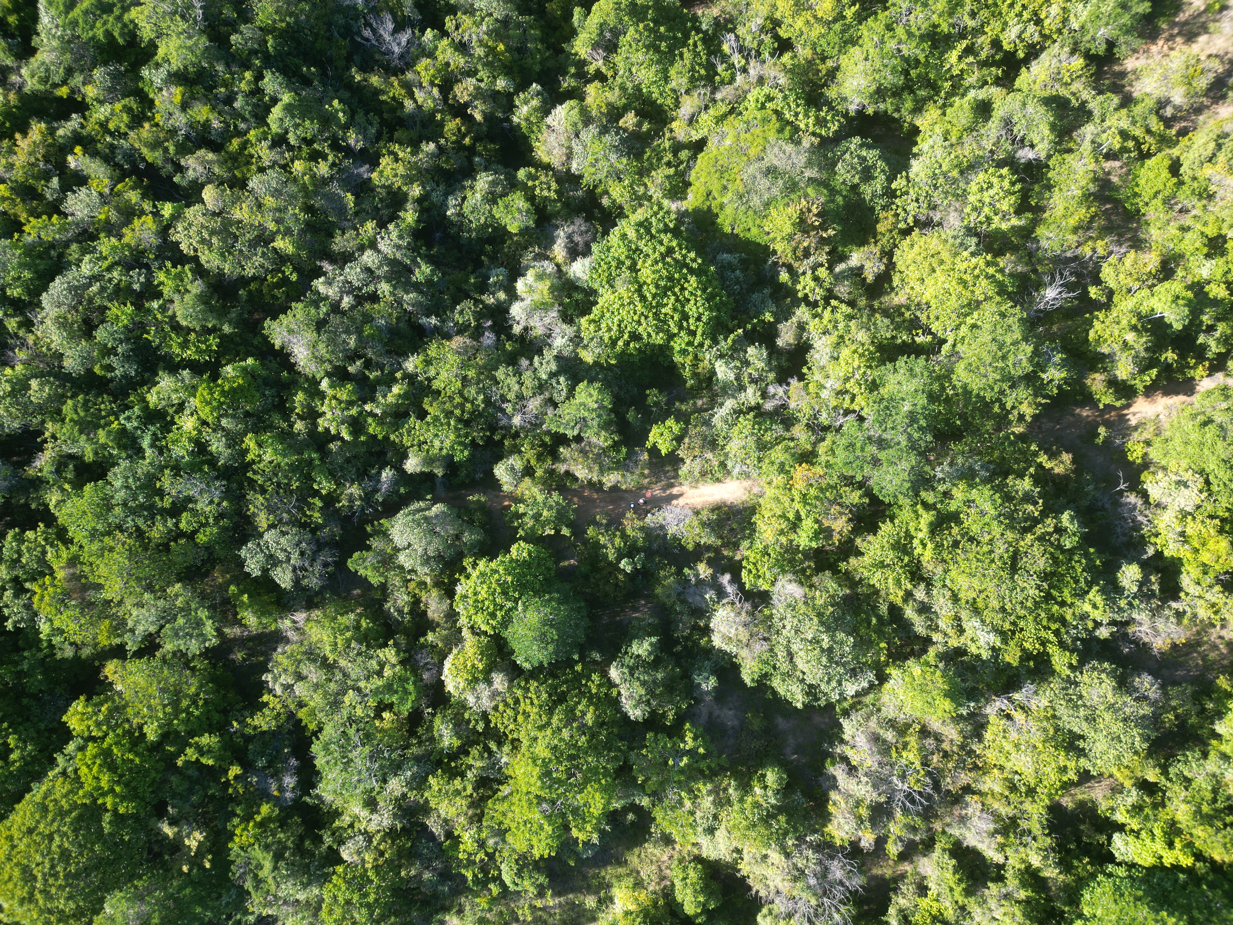 Serviços Florestais